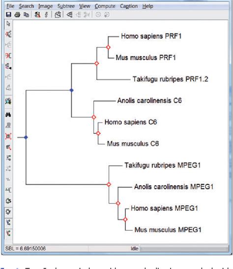 MEGA7: Molecular Evolutionary Genetics Analysis Version 7.0.